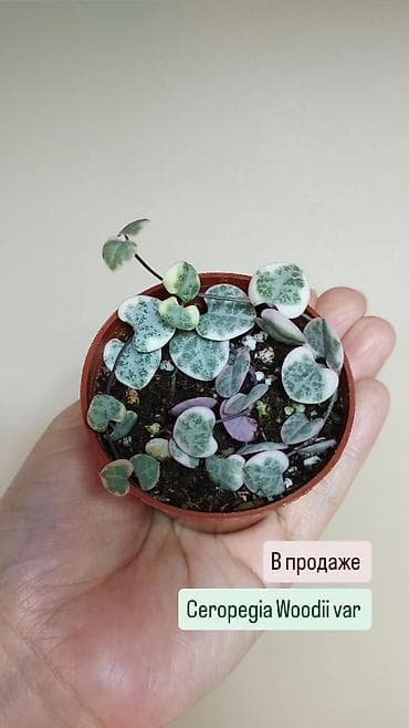 хойи: В продаже ❇️ Укоренённые Хойи, Ceropegia Woodii Variegata — 3
