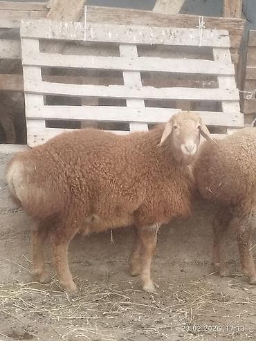 Аквариумдар: Сатам | Козу, Кочкор (эркек) | Арашан | Көбөйтүү үчүн | Асыл тукумдуу, Жасалма жол менен боозутуу — 6