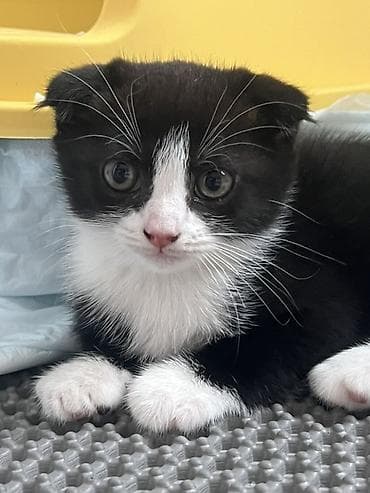 Животные: Котята домашние, короткошёрстные. Описание: -котятам 2 месяца - — 3