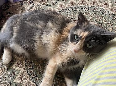 бенгал кошки: 2 года, Девочка — 1