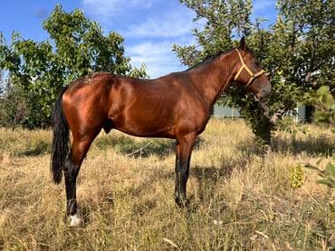 отдам породистую собаку в хорошие руки: Продаю | Жеребец — 1