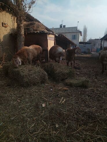 домик для кур: Продаю | Ягненок, Баран (самец) | Для разведения | Племенные — 5