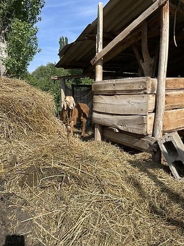 Животные: Продаю | Ягненок, Баран (самец) | Арашан | Для разведения | Племенные, Осеменитель — 7