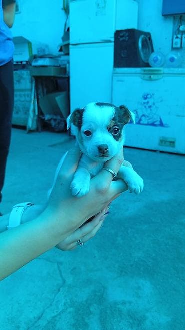 кошка манчкин: Щенки мелкой породы (тип чихуахуа/той): два короткошёрстных щенка — 5