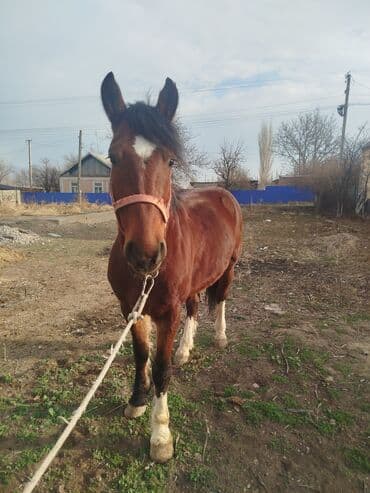 собака охотничий: Продаю | Жеребец — 2