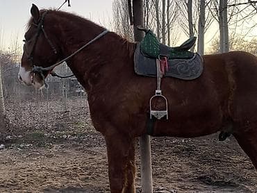 Продаю | Конь (самец) | Рабочий at lalafo.kg Продаю | Конь (самец) | Рабочий