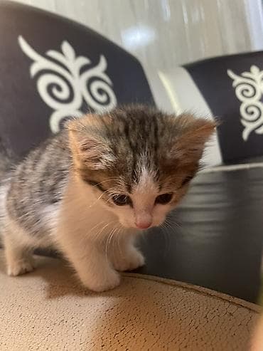 кошка арча бешик: Отдам котят в добрые руки. 🐱 3 котёнка, все очень красивые, ласковые — 2