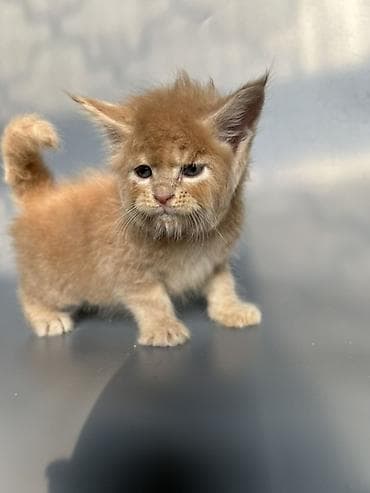 кошка британская: Предлагаются к продаже шикарные котята мейн-кун от породных — 8