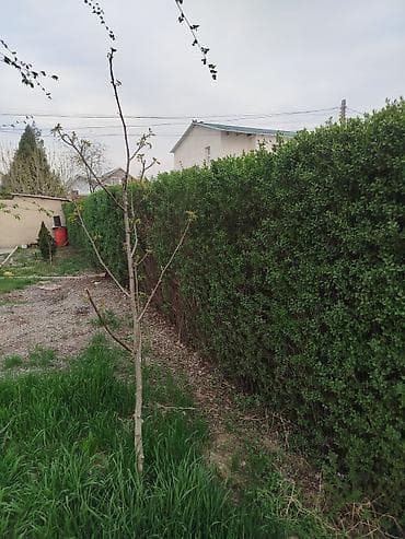 ежик живой: Живая изгородь из вечнозелёных кустарников (самшит/бирючина по типу — 1