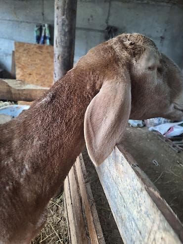 кошка мышык: Сатам | Кочкор (эркек) | Көбөйтүү үчүн | Асыл тукумдуу — 1