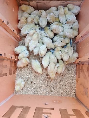 пчело пладформа: Продаю | Цыплята | Бройлерная | На забой — 2