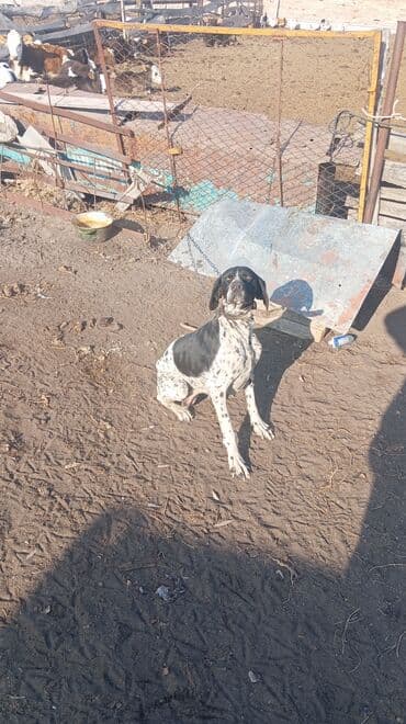 животные в добрые руки: Курцхаар, 2 года, Самец, С прививкой — 1