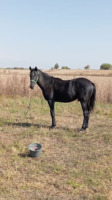 Кошки: Продаю | Жеребец | Конный спорт | Племенные — 3