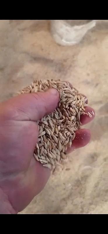 улар сатылат: Ячмень "Вакула" местный можно на семена — 1