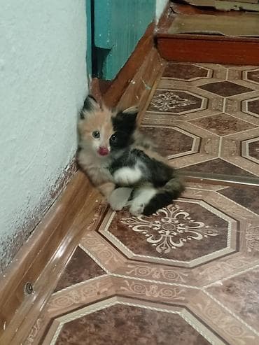 домашний животные: Кошка даром: Беспородная, 1 месяц, Девочка — 3