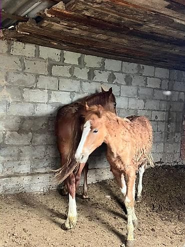 Сатам | Байтал | Аргын | Ат спорту — 2