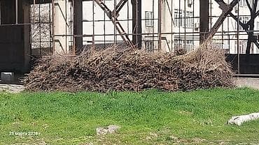 куриные спинки: Дрова — 2