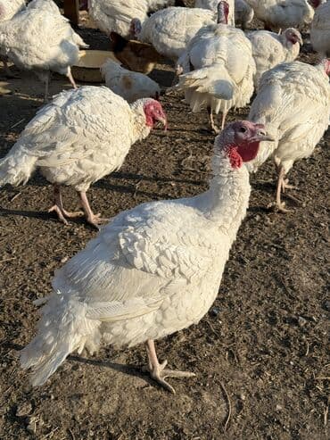 наполнители для кошек: Продаю | Индюшка (самка) | Бройлерная | На забой | Племенные — 11