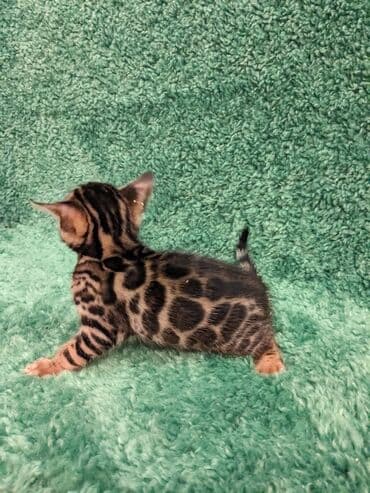 доброй: Всем Привет .!!!. В питомнике Бен Гла Мур. долгожданные новые детки — 2