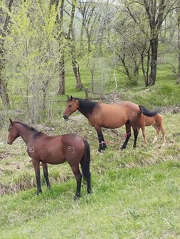 беде себем: Продаю | Кобыла (самка) | Полукровка | Для разведения | Племенные — 3