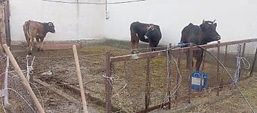 С/х животные и товары: Продаю | Тёлка | Алатауская, Швицкая | Для разведения, Для молока | Отела не было — 1