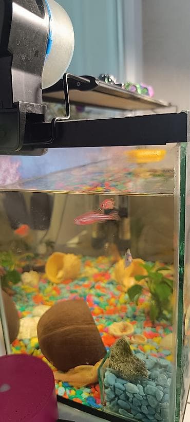 аквариум с тумбой: 2 аквариума с фильтром, укомплектованный декоративными элементами — 7