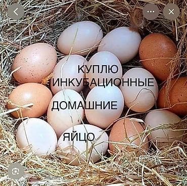 КУПЛЮ домашние инкубационные яйца в небольшом и большом количестве