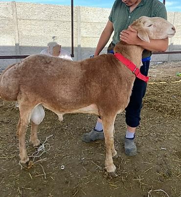 жаны асый: Сатам | Кочкор (эркек) | Гиссар | Көбөйтүү үчүн | Асыл тукумдуу — 3