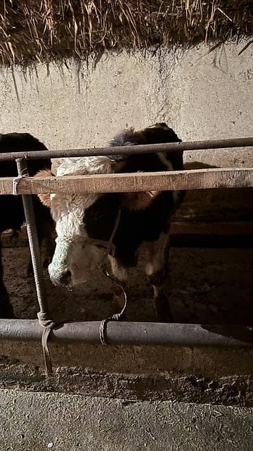 японская собака акита ину: Продаю | Бык (самец) | На откорм — 2