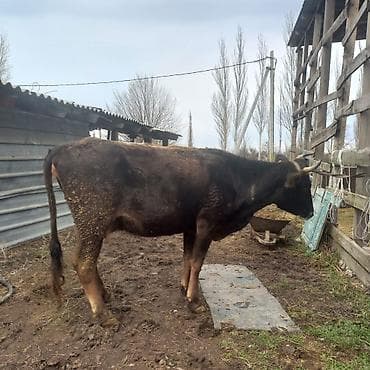 Продаю | Корова (самка) | Для молока | Привязанные