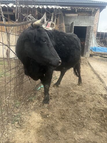 бишкек жугору: Сатам | Уй (ургаачы) | Голштин, Алатоолук | Бооз — 1