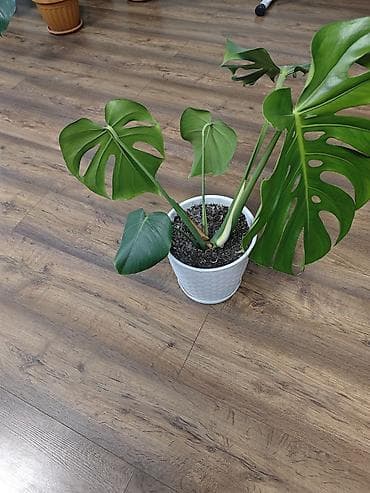 монок: Монстера делициоза (Monstera deliciosa) - Крупные рассечённые листья — 3