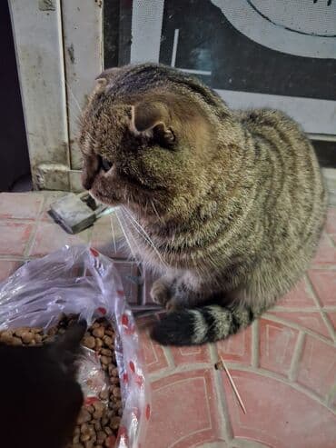 туалет для кошек наполнитель: Кошачий сухой корм в расфасовке - Формат: гранулы/крокеты в — 1