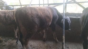 мальки рыб: Продаю | Бык (самец) | Швицкая | На откорм, На забой, Для разведения — 4