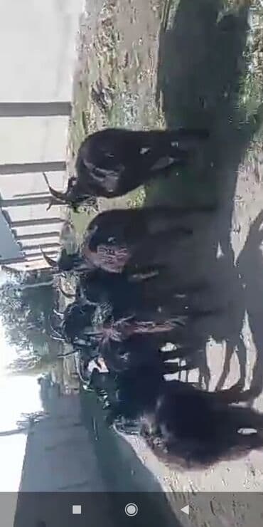 отдам собаку в хорошие руки бишкек: Продаю | Коза (самка), Козёл (самец), Козлёнок | На забой, Для разведения | Котные — 2