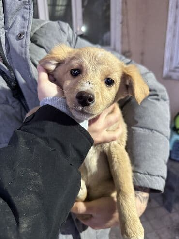 scottish fold: ОТДАДИМ В ХОРОШИЕ РУКИ Щенки метисы среднего размера Описание: - — 3