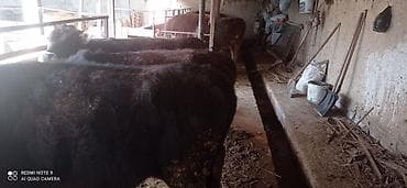 торпок телка: Продаю | Бык (самец) | Полукровка | На откорм | Привязанные — 4