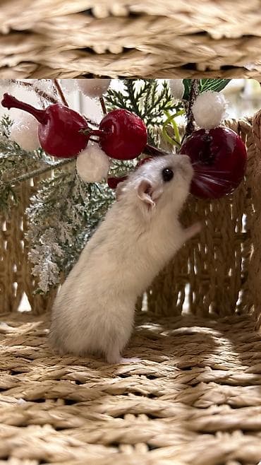 Башка жаныбарлар: Продаются хомячки джунгарские, сирийские, ангорские пушистые хомячки — 2