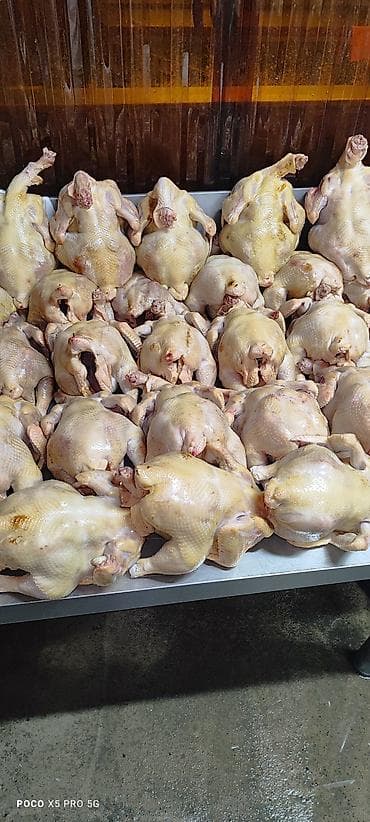 мясо с доставкой бишкек: Тоок эти 
мясо броллер 
250 кг Домашний — 9