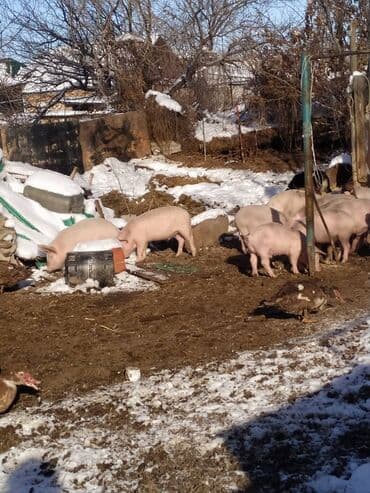 декоративные животные: Продаю | Поросенок | Крупная белая | На забой | Матка — 5
