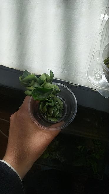 сом рыба: Продаю Хойя — 3