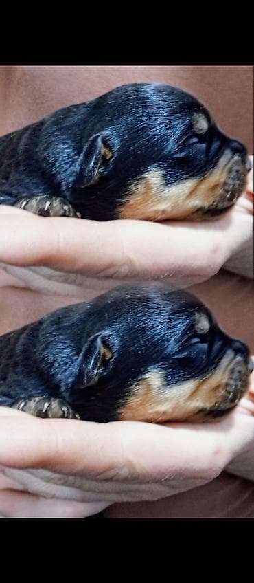 🔥 Открыта бронь на щенков ротвейлера 🔥 Предлагаются к раннему