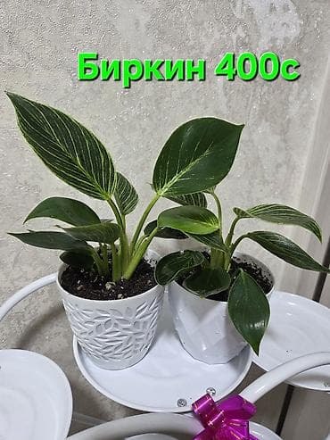 мини орхидеи: Мини-композиции из живых кактусов в декоративных кашпо. - Состав — 9