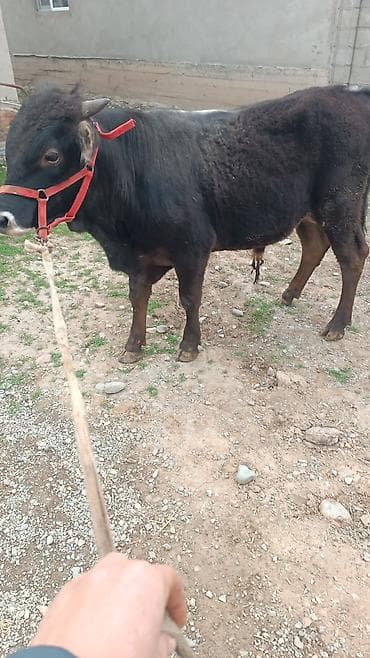 дончак тайлар: Продаю | Бык (самец) | На откорм | Привязанные — 1