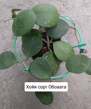эвелины цветы: Продаю Хойя горшки двойные — 10