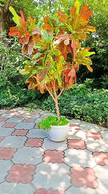 Бөлмө өсүмдүктөрү: Кротон (Codiaeum variegatum) в кадке — декоративное дерево с яркой — 1