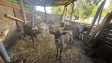 Продаю | Корова (самка), Бык (самец), Тёлка