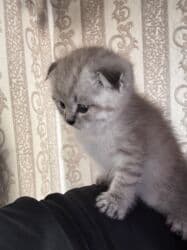 бенгальский леопардовый кот: НА БРОНЬ ! Шотландские вислоухие котята 🐱 Мальчик 1,5 месяца — 7