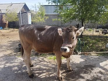 немецкая овчарка сучка: Продаю | Тёлка | Полукровка | Для молока — 2