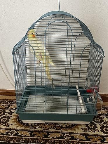 отходы для животных: Продаю попугай корелла.Вместе с клеткой и кормом.Реальным клиентам — 1